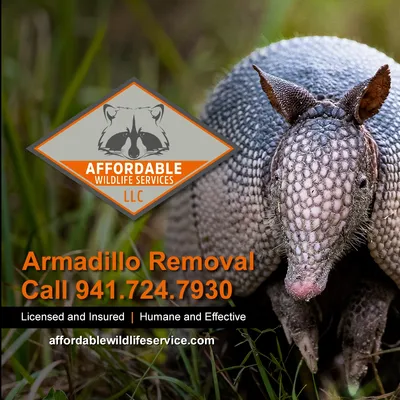 call-to-action-armadillo